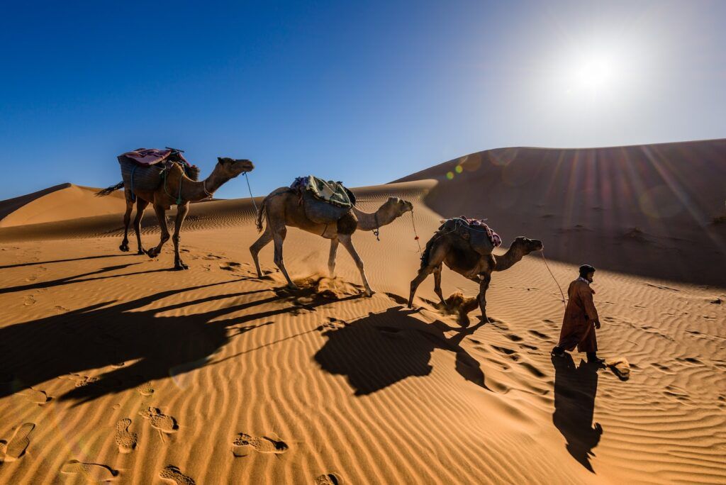 1 Week to Visit Morocco man walking along with camels in desert